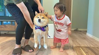 勘違いした1歳児に想定外の扱いを受ける豆柴