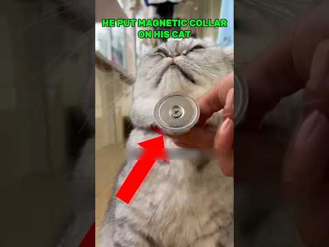 He Put Magnetic Collar On His Cat😂 #cat #funny #shorts