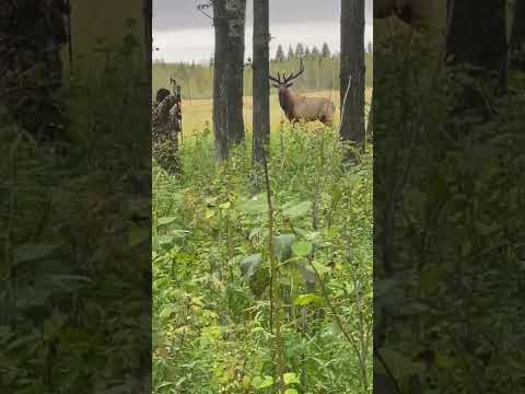 GIANT Bull Elk at 30 yards with a bow! #trending #youtubeshorts #shorts