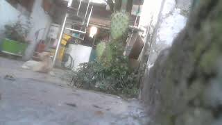 Vigilando La Casa