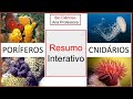 Poríferos e Cnidários: Conceitos Fundamentais