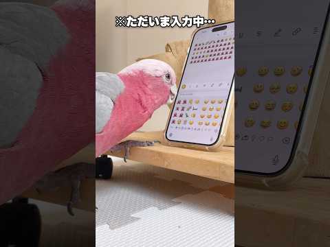 素晴らしい舌使いでスマホを連打するオウムwww【モモイロインコ】 #shorts