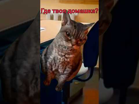 Когда ученик слишком умный🤣 #ютуб #рекомендации #трэнд #популярное #хочуврек #просмотры #inshot