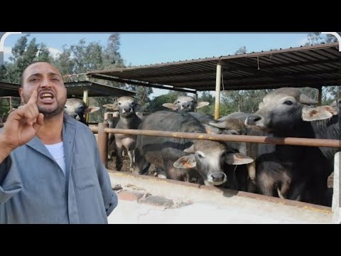 دلوقت ساعة الصفر اللحق اشتري قبل السوق مايشعلل موسم تدخيل البهايم القنيه بداء