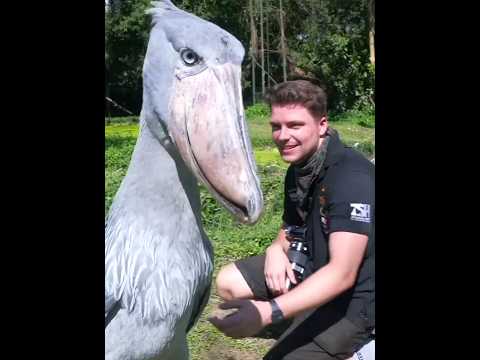 BIGGEST Shoebill Dinosaur Gulping A Lung Fish🦖