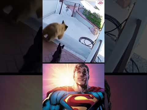 #starman #starmanmeme #trending #shorts