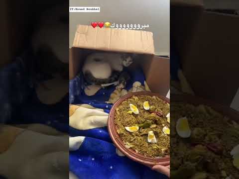 هد مغربية ولدت ليها قطة وطيبت ليها الرفيسة😂♥️
