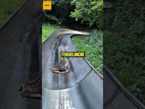 Anak Rusa Ini Terjebak di Jalur Perosotan 🦌 #shorts