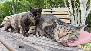 サビ猫をモフっていたら、キジトラ猫もベンチにのって甘えてきた