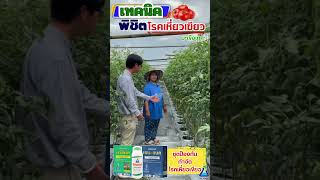 เทคนิคพิชิตโรคเหี่ยวเขียวมะเขือเทศ