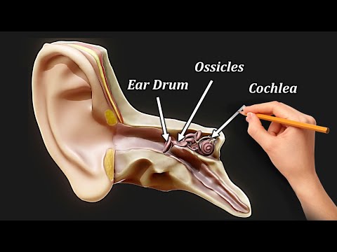 Structure and Function of EAR  (MORE THAN HEARING)