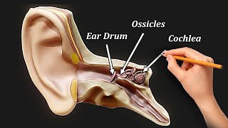 Structure and Function of EAR  (MORE THAN HEARING)