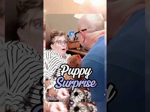 Do you like the gift? #puppy #gift #surprise #puppylove #dog #happy #moment