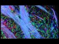 Brain Imaging and Neural Pathways