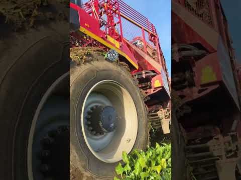 Rübenroder REXOR 6200 von Grimme🥕👍🥕