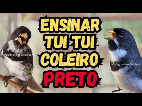 COMO COLOCAR TUI TUI NO PAPA-CAPIM COLEIRO PRETO