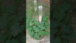 drip irrigation system and importance of water