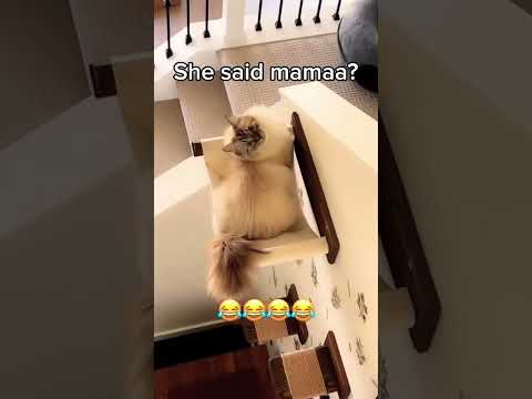 Funny Cats Memes #9?? #Shorts