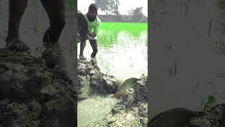 বড় মাছ
