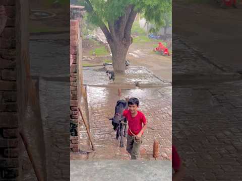 Mhari Dhani🥰 #shortvideo #villagelife #desibalak #viralvideo #trending #shorts