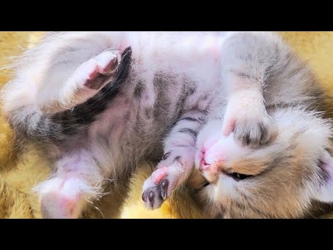 Morning of 1 month old kittens 🫠 It's so sweet when little kittens wake up 🤗