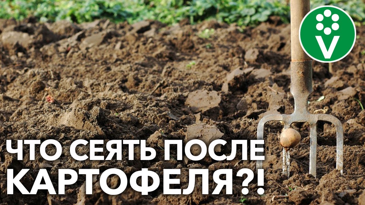 Сидераты после картофеля! Вот что оздоровит и восстановит почву!