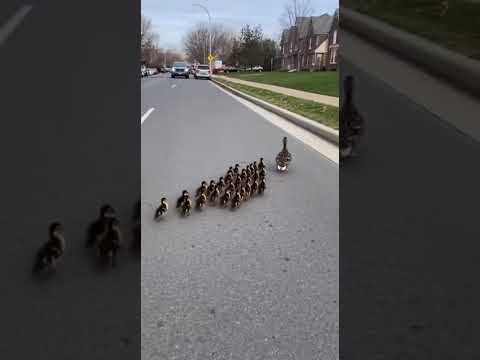 "Doggy Crossing Guard: French Bulldog & Labrador Help Ducklings Cross the Road!" #AnimalHeroes