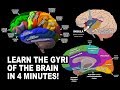 Brain Gyri and Fissures Identification