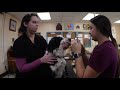 Veterinary Program Insights and Challenges