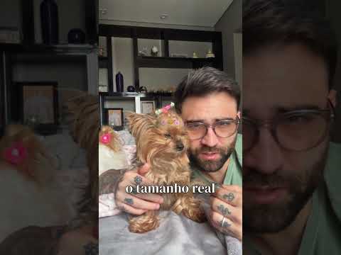 Vamos estar maneirando? #yorkshire #cachorros #pets #comedia #humor #terrier