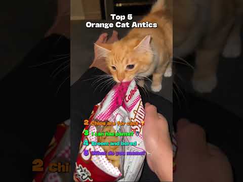 ORANGE CAT ENERGY ๐งก๐