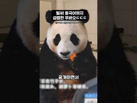 벌써 중국어까지 섭렵한 푸바오ㅎㄷㄷ #panda #동물