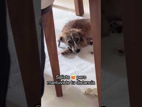 Historia de este perro callejero #perros