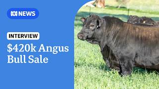 YouTube video thumbnail: Prized Angus Bull Sells for $420,000, Smashing Australian Beef Record