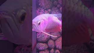 HIGHBACK GOLDEN AROWANA