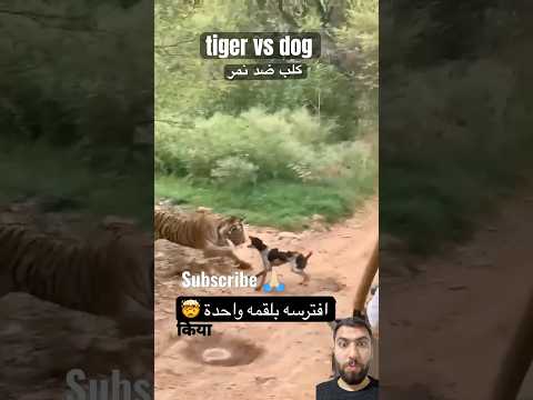 كلب ضد النمر مشهد فظيع 🤯😱 #animals #tiger #leopard#bigcat #dog #shortvideo #shorts #trending #lion