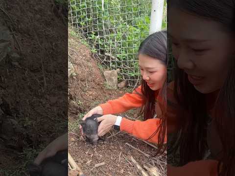 เจอลูกหมูป่าหลุดฝูงตัวเป็นๆ หน้าตามันเป็นแบบนี้นี่เอง….| Pony Kids #พี่โพนี่ #โพนี่