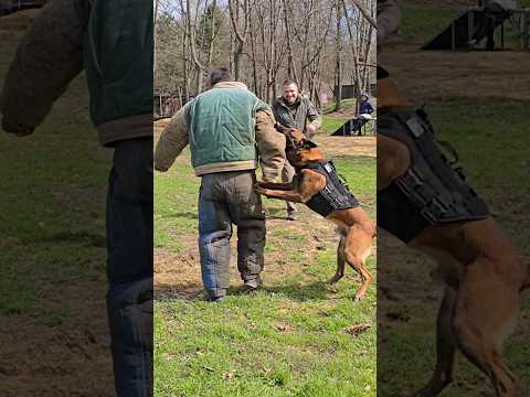 🔥‼️Invincible Hard. Malinois training. #STRAZHODESSA. Odessa.  Ukraine 2024.