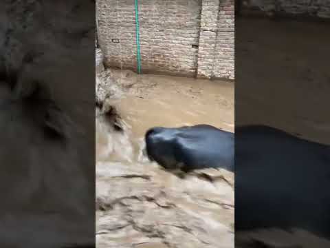 Jaanwar ๐ญ #flood #cloudburst #shorts