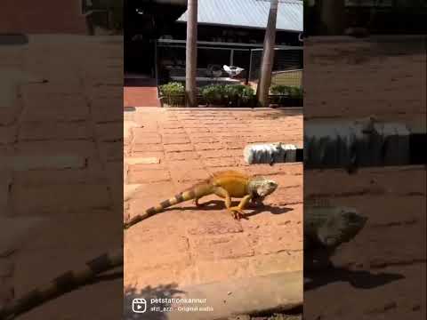 പിടിച്ചോ പിടിച്ചോ..