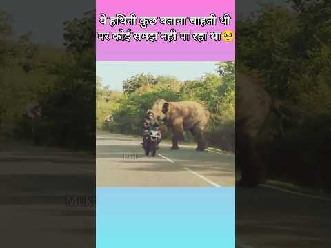 ये हाथी कुछ बताना चाहती थी पर कोई समझ नही पा रहा था🥺 #shorts #trending #viral