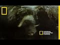 Muskoxen and Arctic Wolves