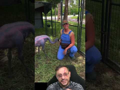 Filmado dinossauro REAL #biologohenrique #animais #bichoesperto #biologo