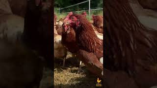 ¿Sirve o no sirve el programa de luz complementario?