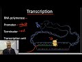 Transcription and Gene Expression Concepts