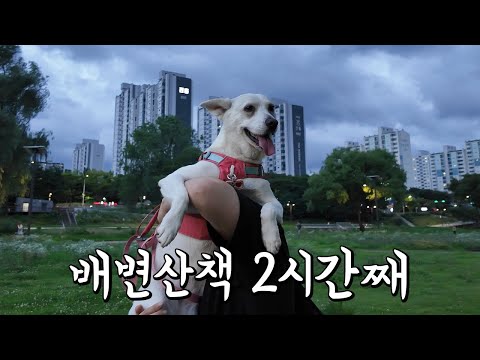 장마철 실외배변견 가족의 삶.. | [복순로그 Ep.16]