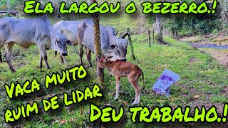 VACA DEU CRIA ABANDONOU O BEZERRO e deu muito trabalho .!! 🥵
