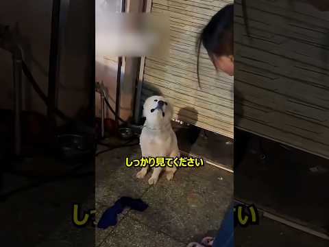 飼い主に捨てられた子犬を世話した優しい夫婦