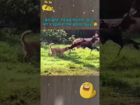 Funny, cute pets 2025 10.8 #funnydogs #funnycats #cutepets #dogs