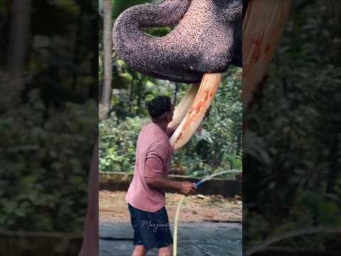 ആനയുടെ കൊമ്പ് കഴുകുന്ന രീതി കണ്ടോ